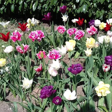 Bed & Breakfast A L'oree Du